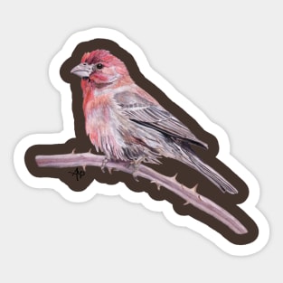 House Finch Watercolor Sticker